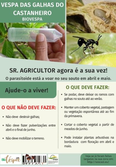 VESPA DAS GALHAS DO CASTANHEIRO – CONTROLO BIOLÓGICO