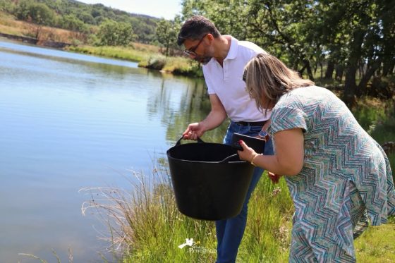 REPOVOAMENTO PISCÍCOLA NAS ALBUFEIRAS DA DAMA E DA PONTE PEDRINHA